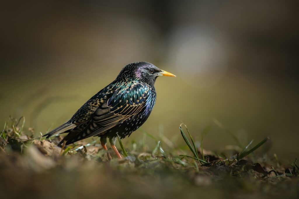 A Common starling with iridescent plumage stands on the ground.