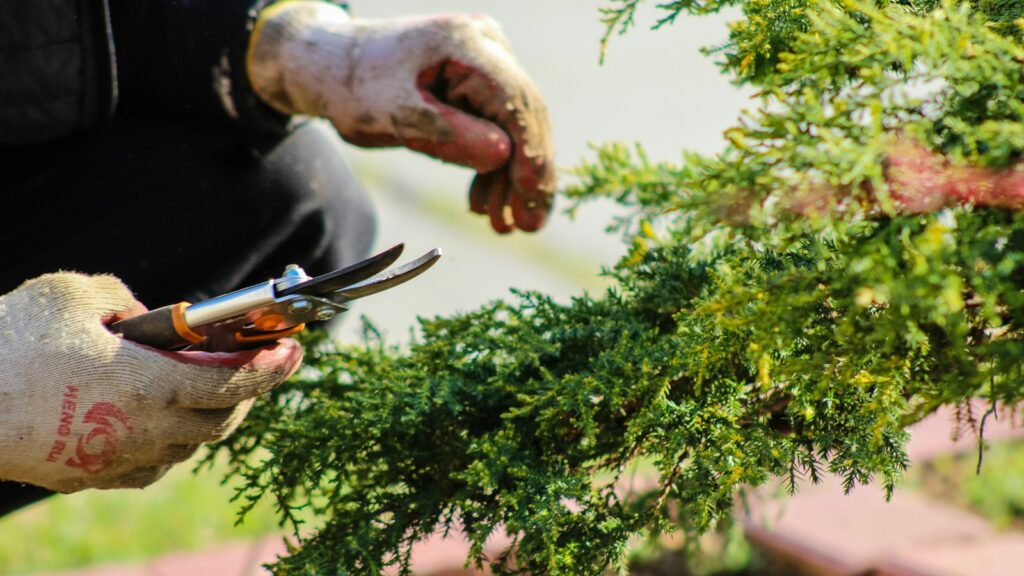 Gardener’s hand using pruning shears to trim plant branches