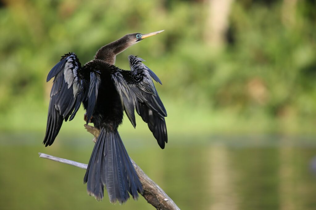 An Anhinga with spread wings perches on a branch.
