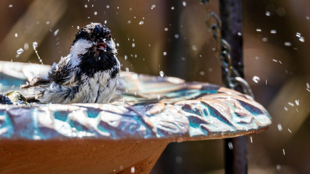 Small bird splashing in a bird bath, enjoying a refreshing dip on a sunny day