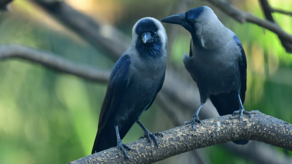 Two House Crows perched closely together on a tree branch