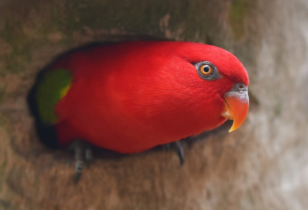 A Red Lory with its vibrant red plumage, a yellow beak, and a small green patch on its back.