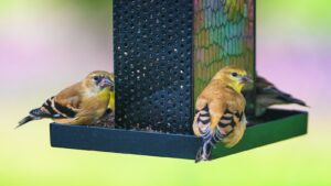 An American Goldfinch perches on a bird feeder filled with seeds.