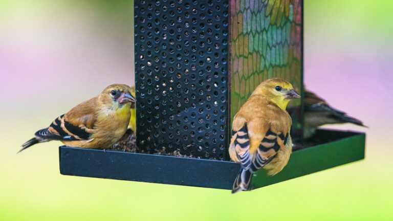An American Goldfinch perches on a bird feeder filled with seeds.