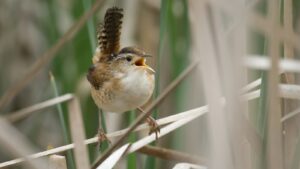 Wren perched on a dry leaf, singing with beak open