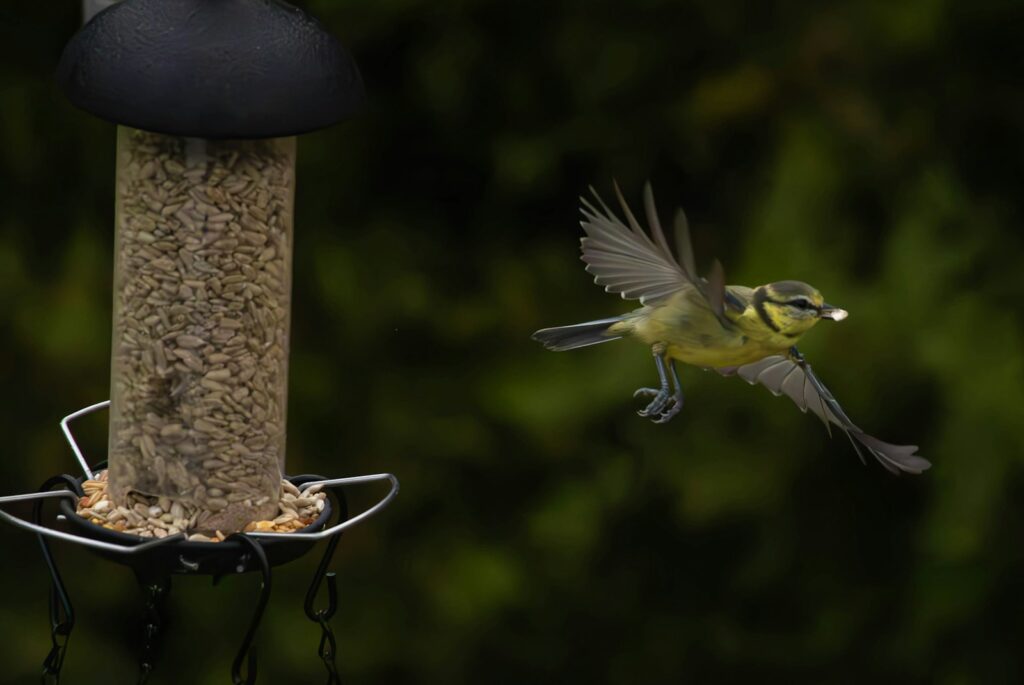 Bird flying away from a hanging bird feeder