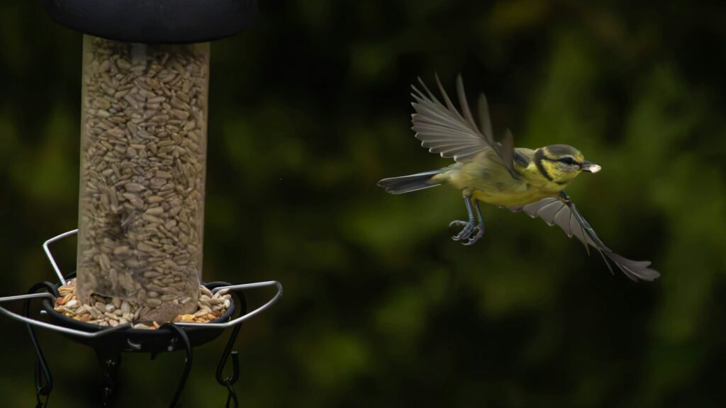 Bird flying away from a hanging bird feeder