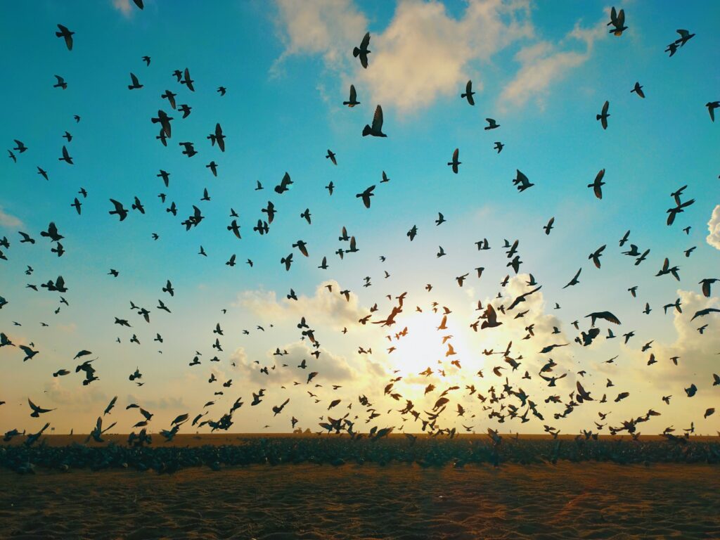 A massive flock of starlings creates a breathtaking display in the sky.