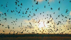 A massive flock of starlings creates a breathtaking display in the sky.