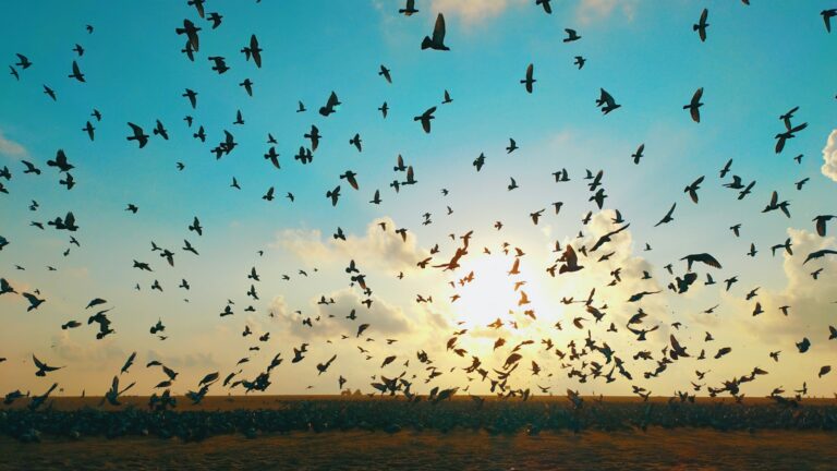 A massive flock of starlings creates a breathtaking display in the sky.