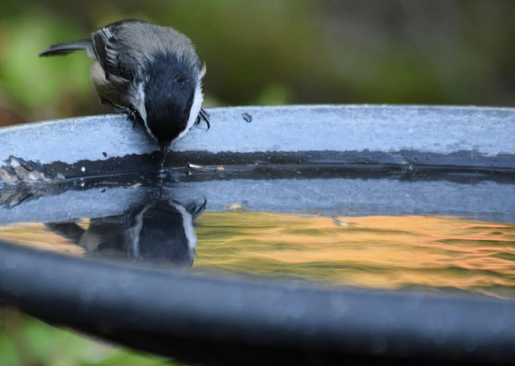 Small bird drinking from a shallow bird bath