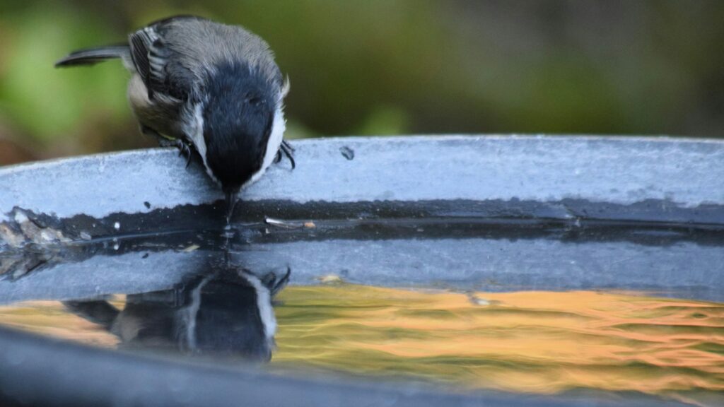 Small bird drinking from a shallow bird bath