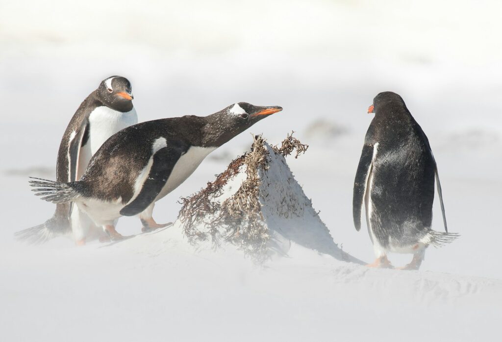 Three white-and-black penguins in snow.