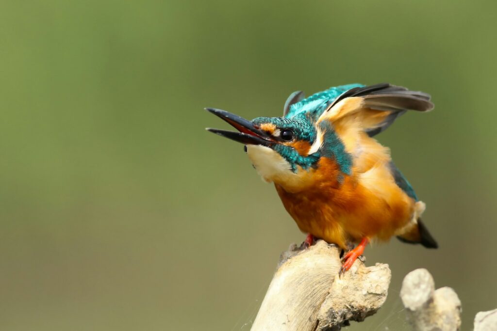 A Common kingfisher with vibrant plumage perches with its beak open.