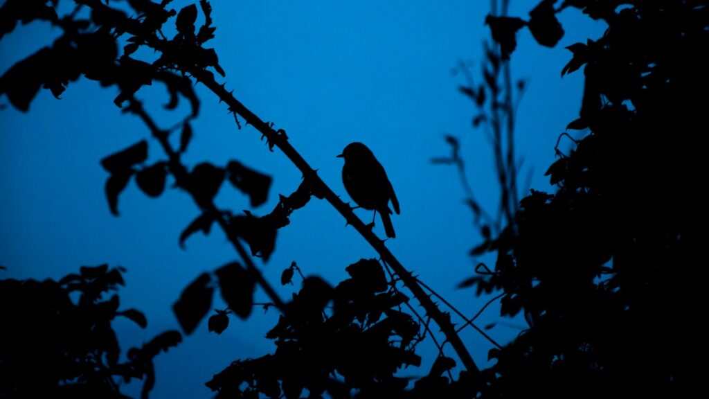 "Silhouette of a bird perched on a tree branch against a dark night sky