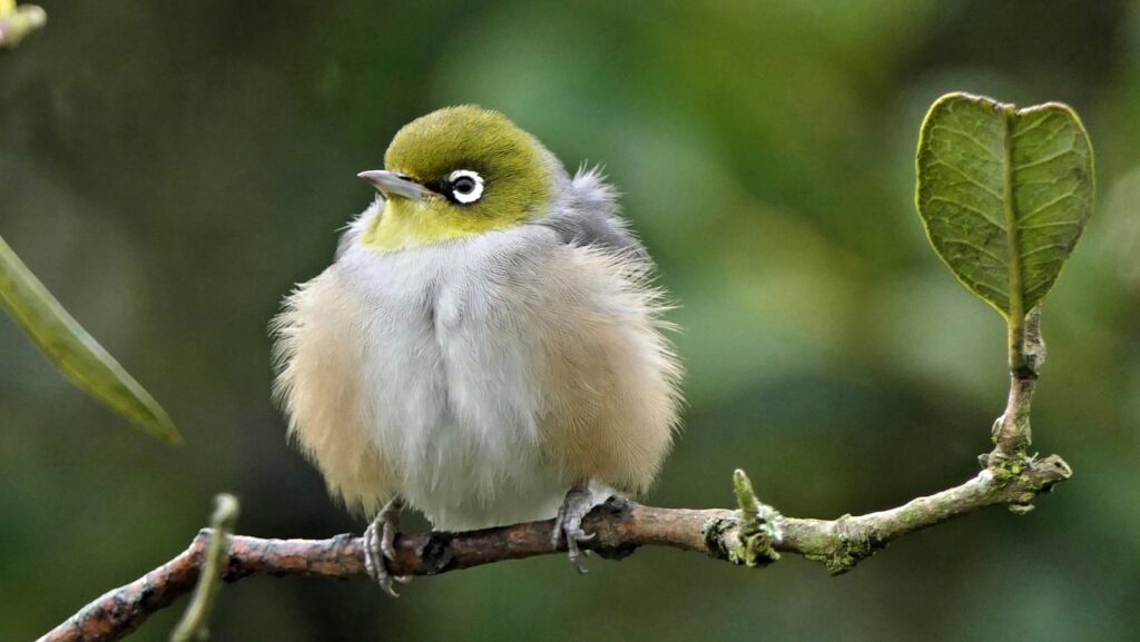 A Silvereye bird with its characteristic white eye-ring.