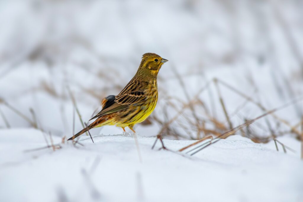 A Yellowhammer stands in a snowy field.
