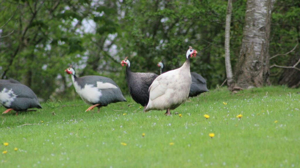 Flock of guineafowls roaming freely across a grassy field