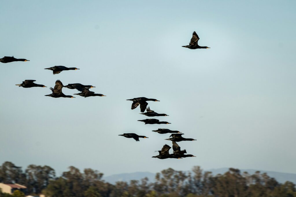 A flock of Great Cormorants flies in the sky.