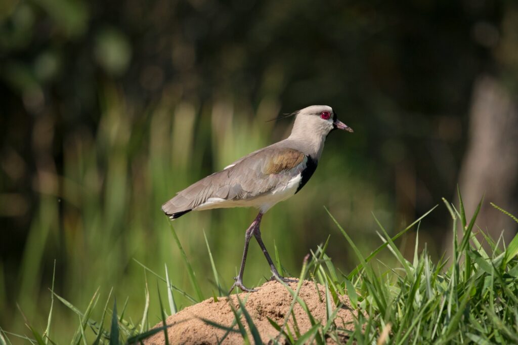 Southern Lapwing with gray and white plumage stands on a mound.
