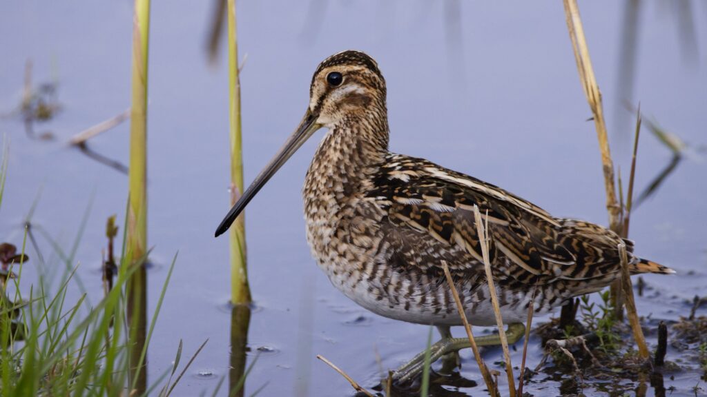 Common Snipe bird standing in a wetland
