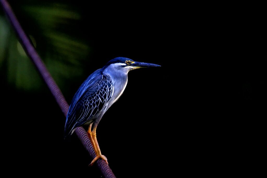 A Striated Heron perched on a thin, dark branch against a black background.