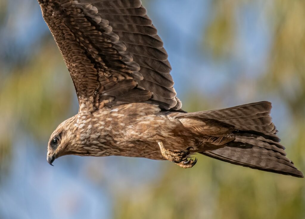 A Black kite soars with its wings spread against a cloudy sky.
