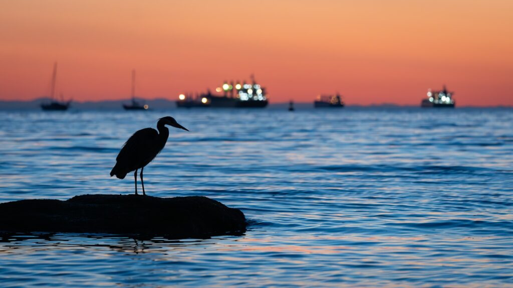 bird standing still on a rock, surrounded by open water