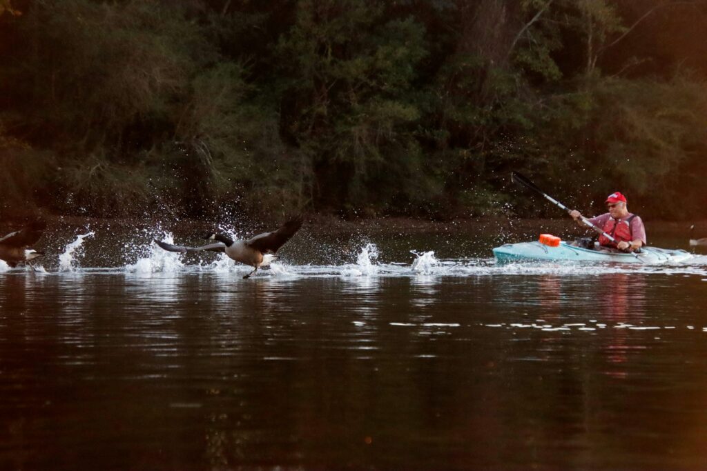 A Canada goose takes flight from the water near a person in a kayak.