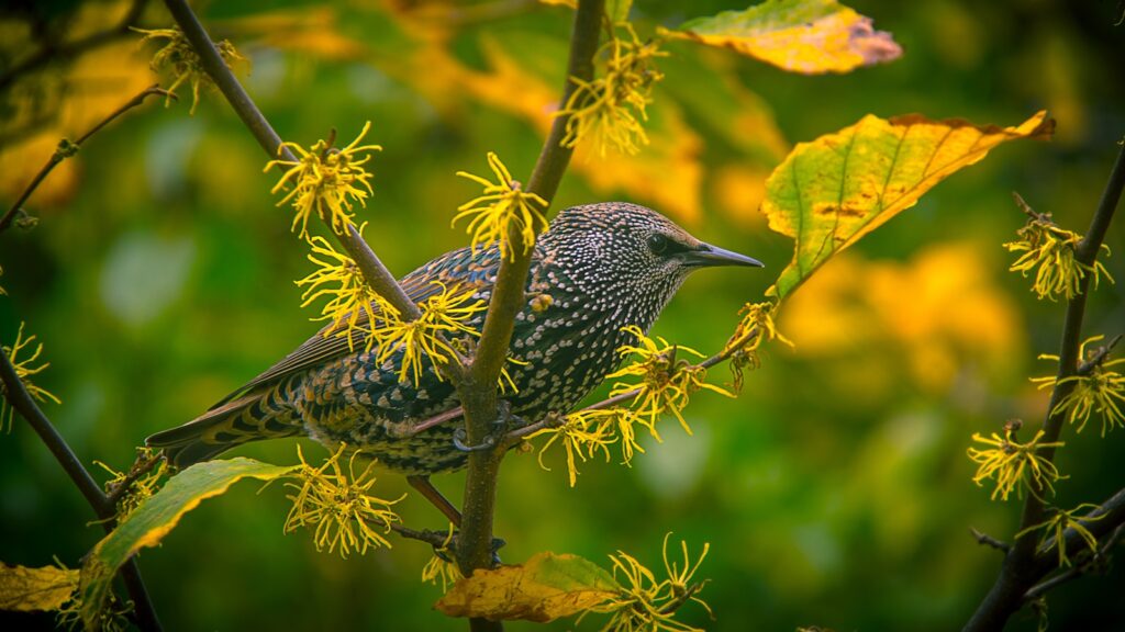 Common Starling perched on a branch of American Witchhazel shrub