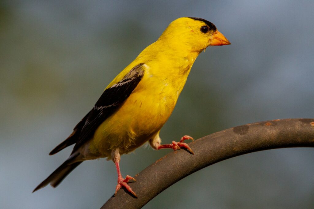 A bright yellow American Goldfinch with black wings perched on a branch.