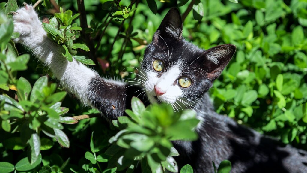 Cat searching for prey or toy inside leafy green plant