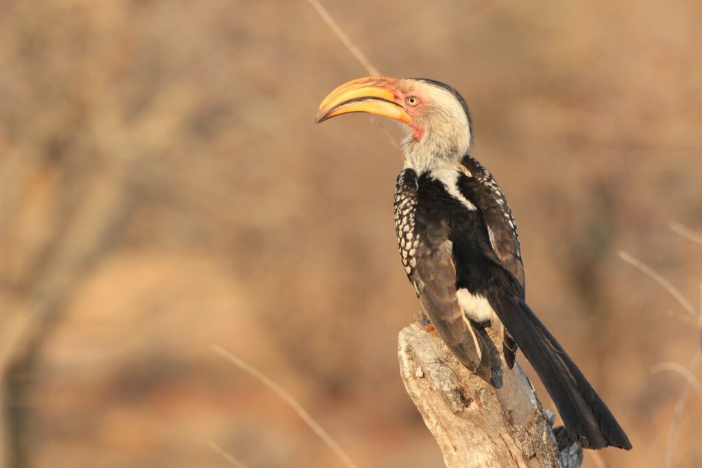 shallow focus photography of black and gray hornbill bird