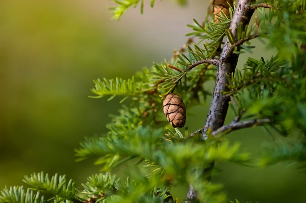 green-leafed plant