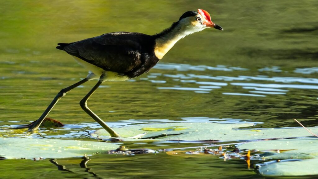 Jacana walking gracefully on floating vegetation across water surface