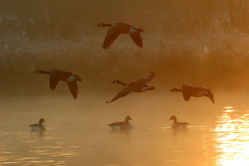 Four Canada Geese fly low over water, illuminated by warm sunlight.