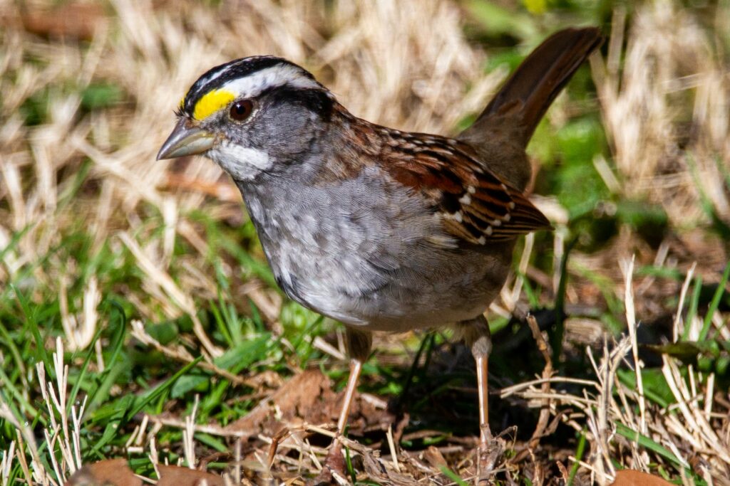 A White-throated Sparrow with white, grey, and brown plumage.