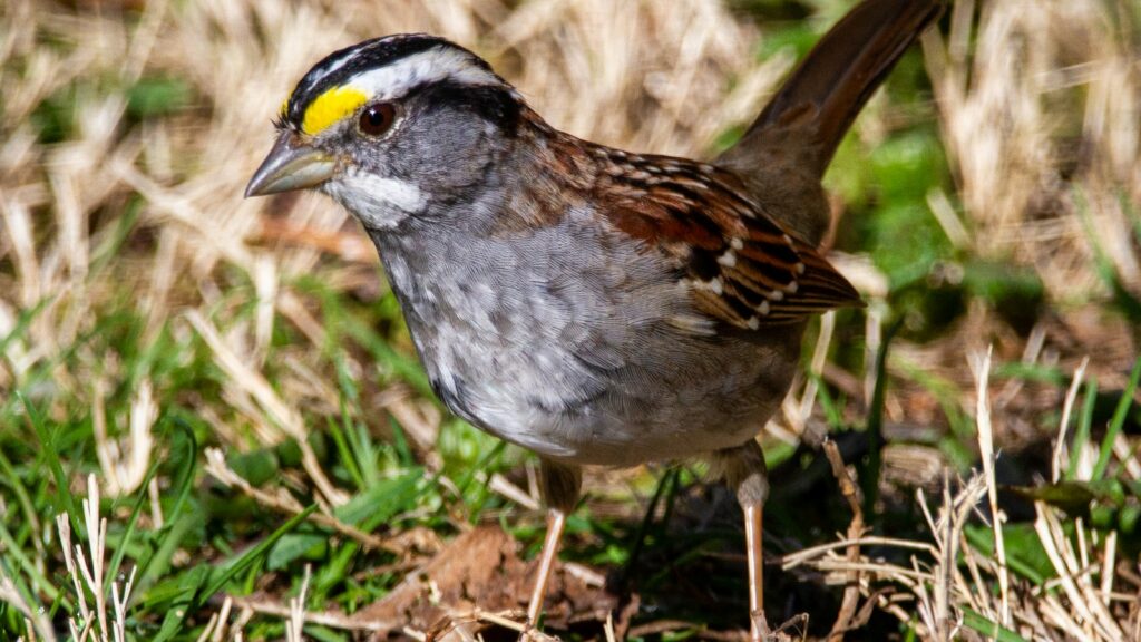 A White-throated Sparrow with white, grey, and brown plumage.