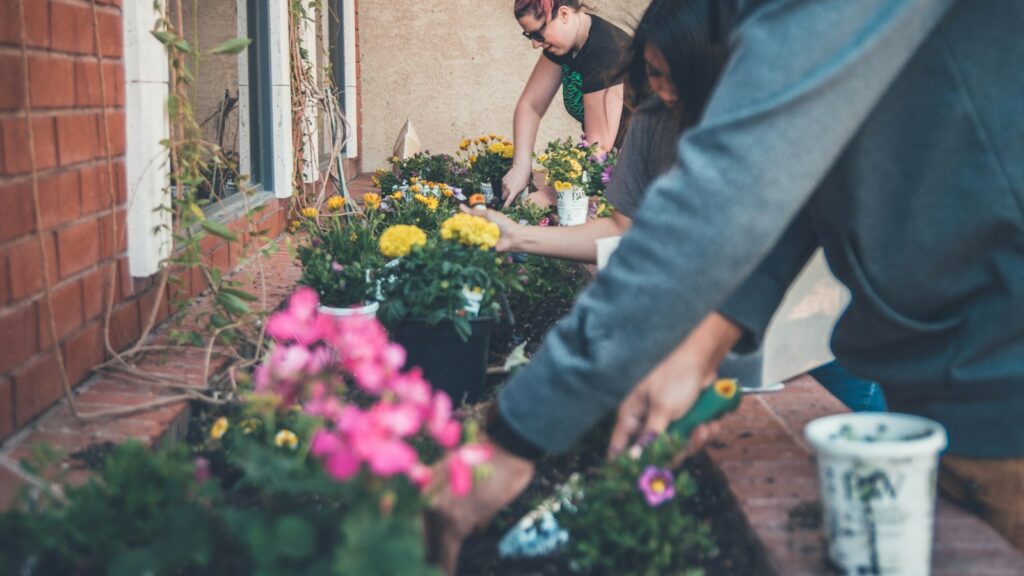 Three individuals working together to plant flowers in a shared garden space