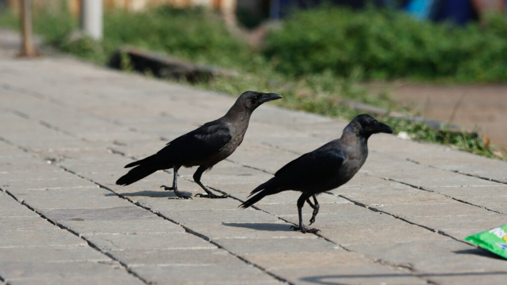 A couple of crows walking along a sidewalk
