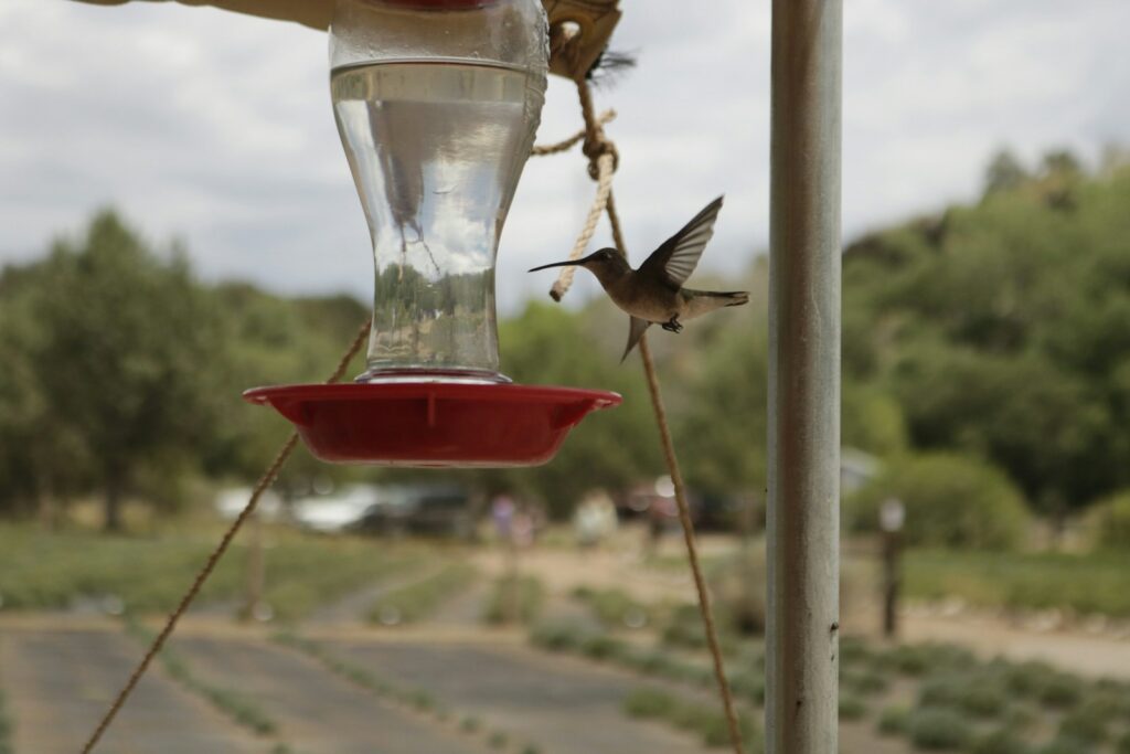 A Ruby-throated Hummingbird approaches a feeder.