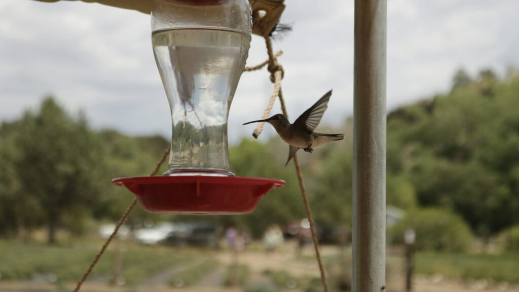 A Ruby-throated Hummingbird approaches a feeder.