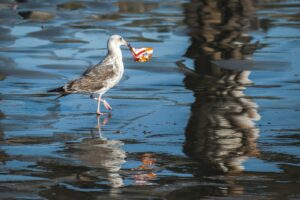 A gull walks on a wet beach with a wrapper in its beak.