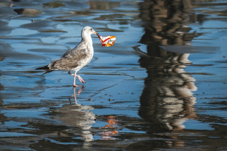 A gull walks on a wet beach with a wrapper in its beak.