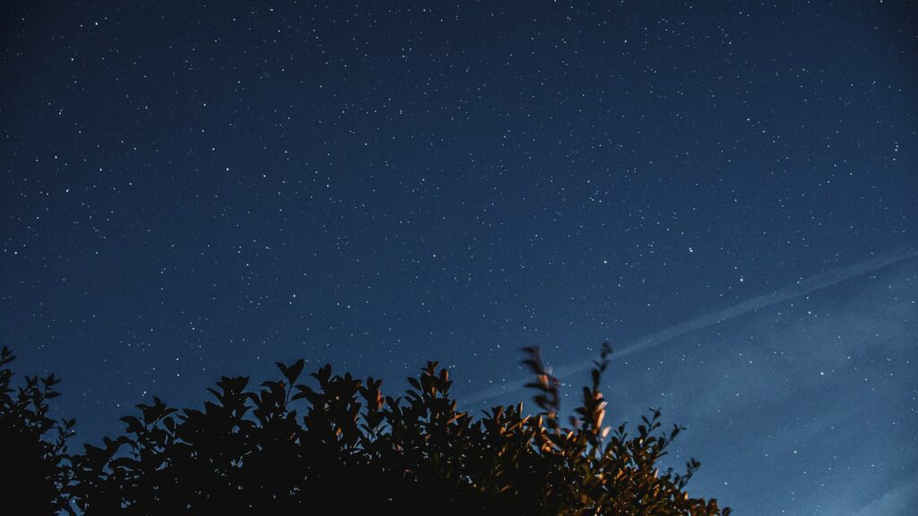 Stars shining brightly over a dark tree silhouette at night