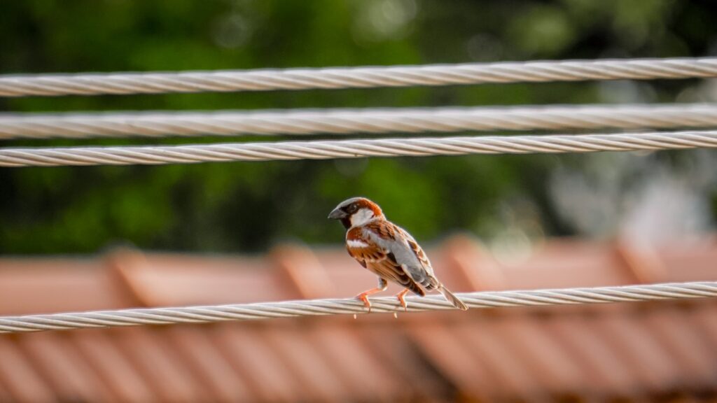 A small bird sitting on top of a rope.