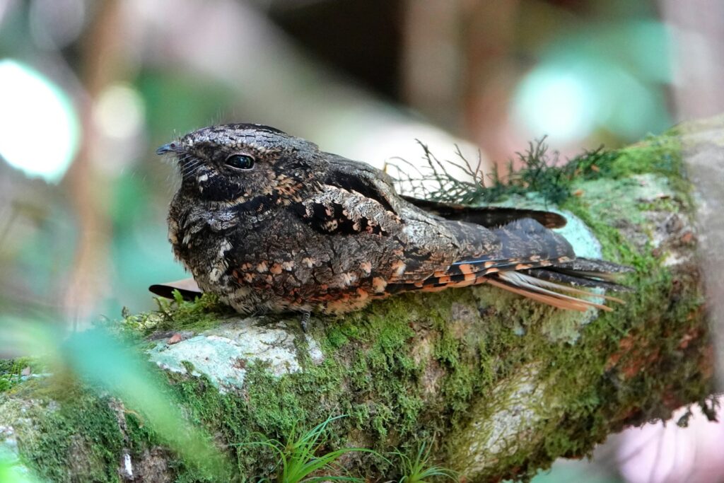 A nightjar with mottled brown and black feathers rests on a mossy branch.