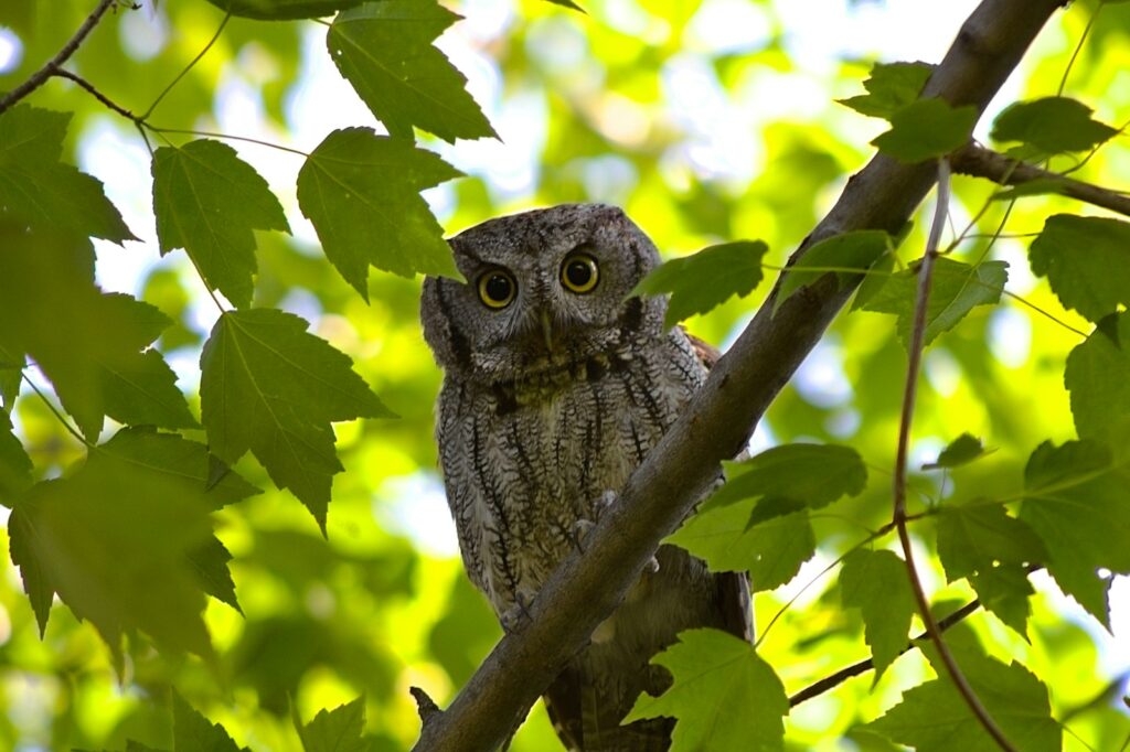 owl perched on tree branch during daytime