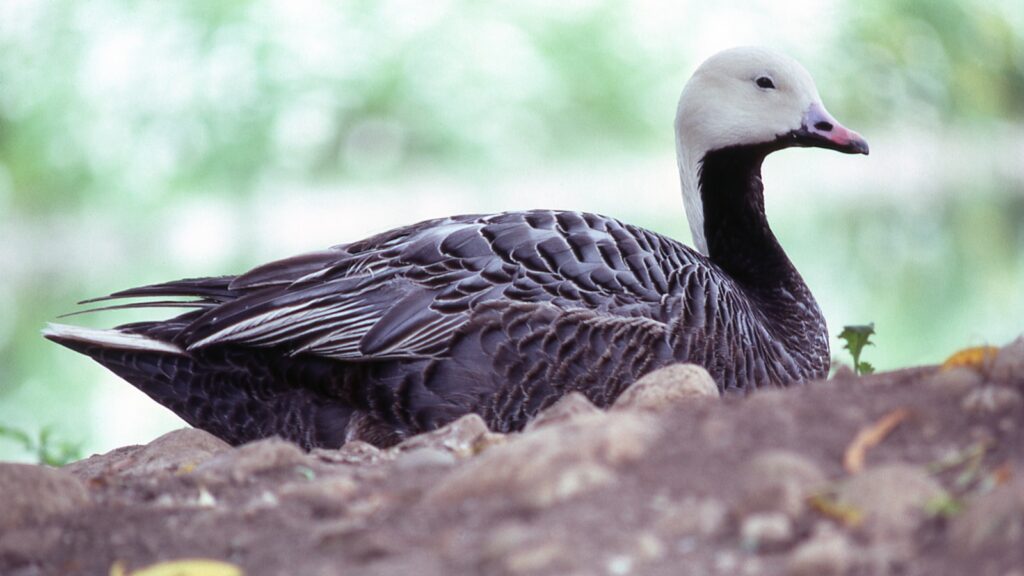 Emperor Goose resting on the ground