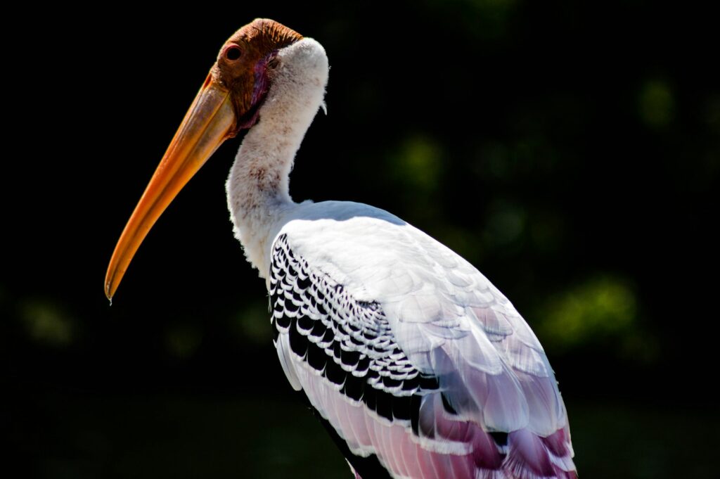 A Painted Stork with a curved beak.